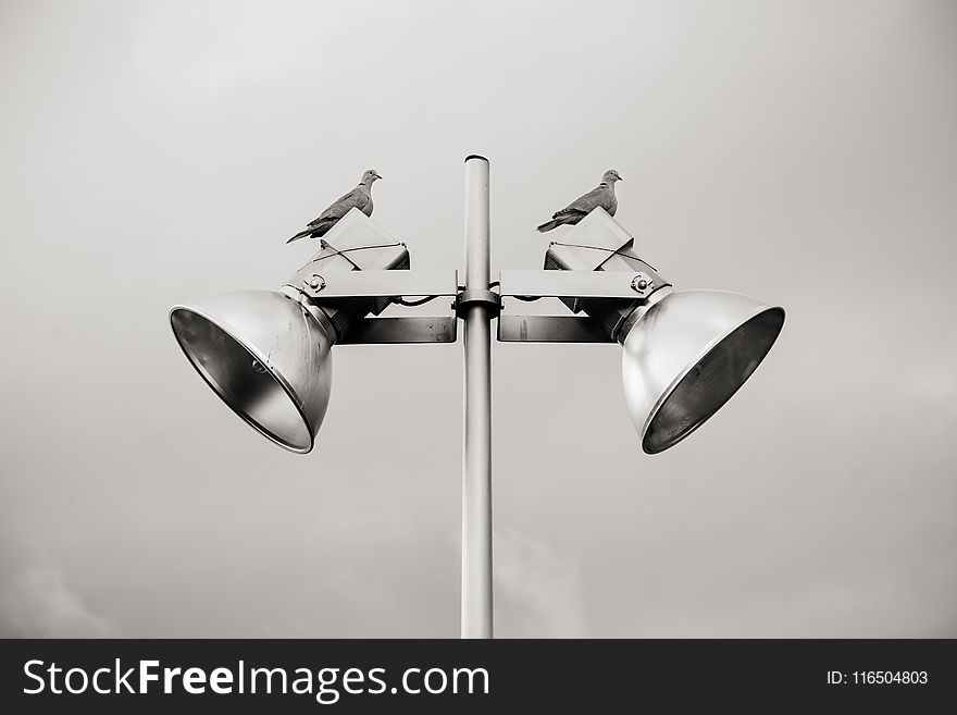 Two Pigeon Perched on White Track Light