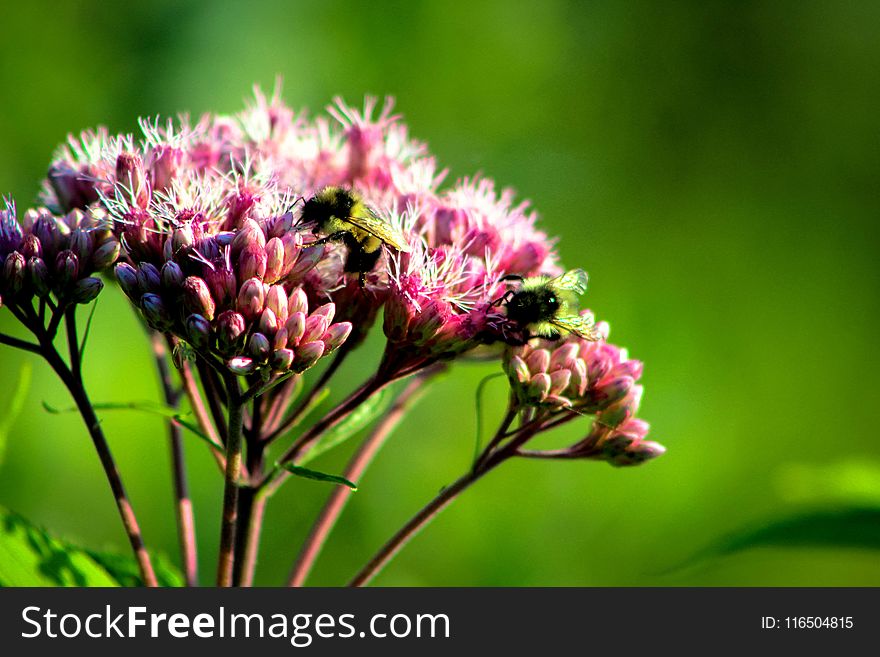 Carpenter Bee Perched on Pink Flower