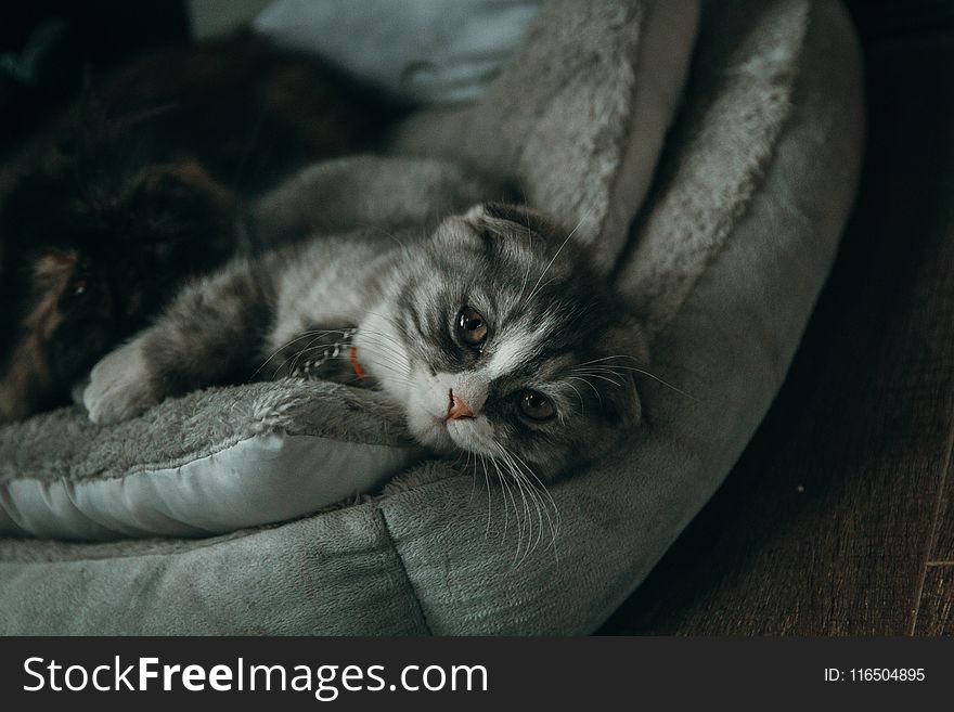 Close-up Photo of Gray and White Cat Lying on Gray Pillow