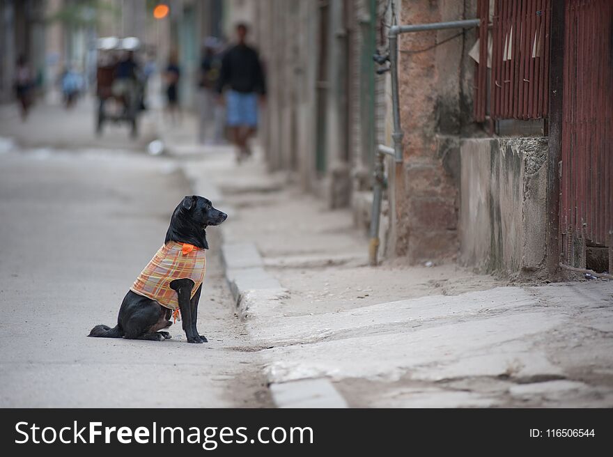 Cute black dog in an orange vest on a Cuban Street. Cute black dog in an orange vest on a Cuban Street.
