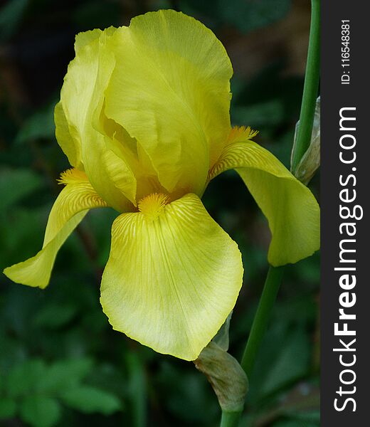 Yellow Iris With Blurry Green Background