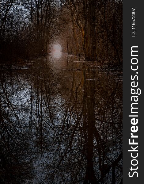 A path through a flooded forest seems mystical.