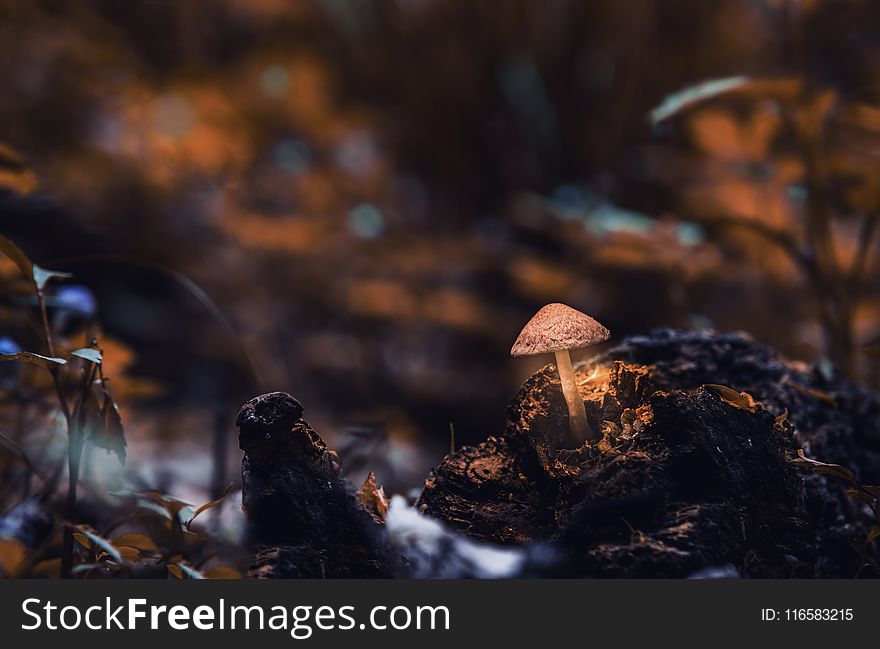 Macro Photography Of Mushroom