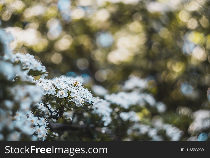 Selective Focus Photography of White Flowers