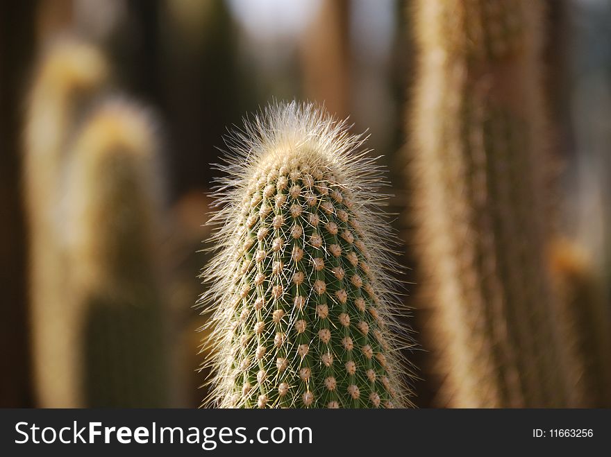 Beautiful cactus shined with a sunlight close-up. Beautiful cactus shined with a sunlight close-up