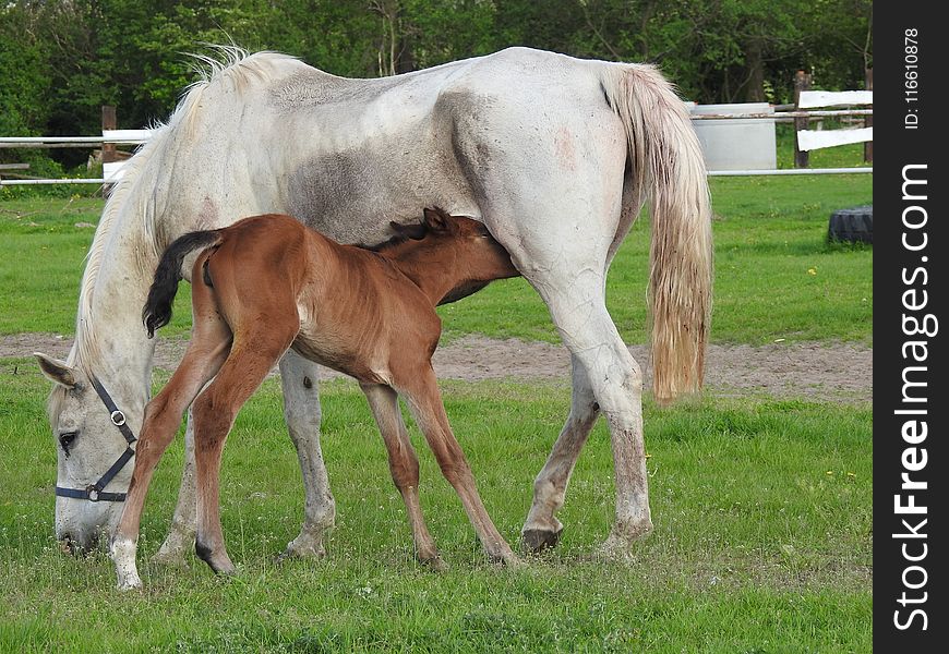 Horse, Mare, Pasture, Foal