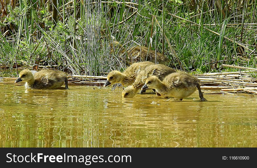 Wildlife, Fauna, Ecosystem, Nature Reserve