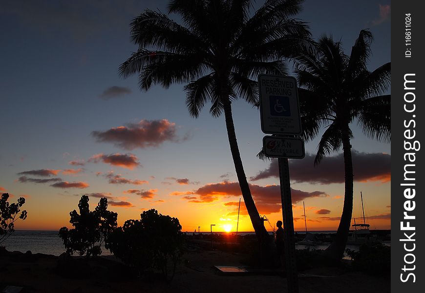 Sky, Sunset, Sunrise, Palm Tree