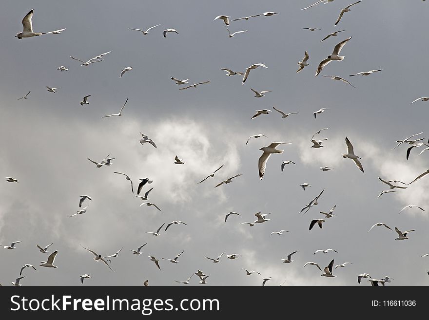 Flock, Sky, Bird Migration, Bird