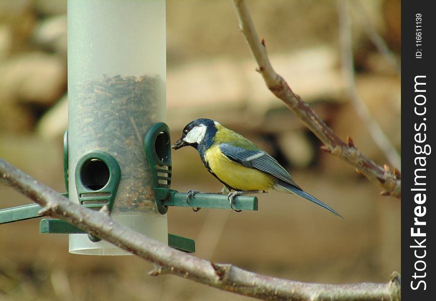 Bird, Fauna, Beak, Perching Bird