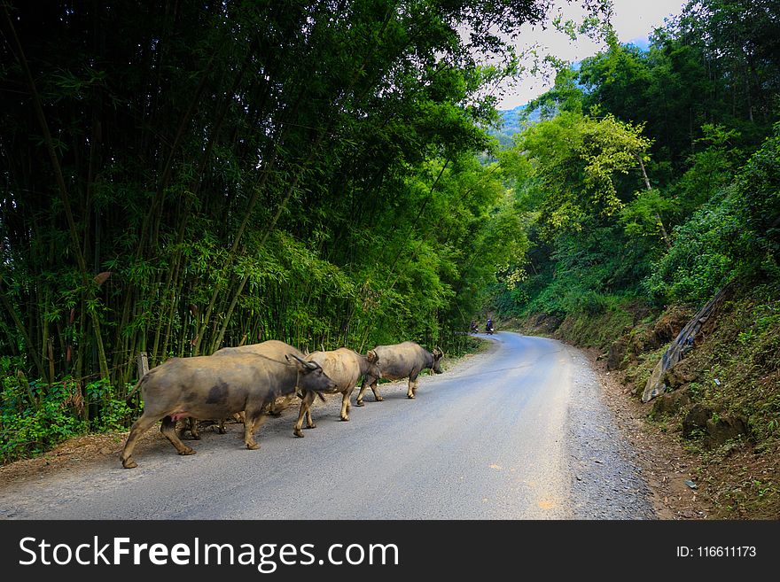 Nature Reserve, Road, Wildlife, Tree