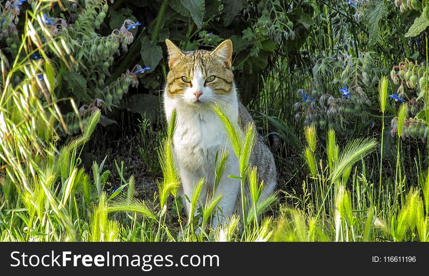 Grass, Cat, Fauna, Mammal