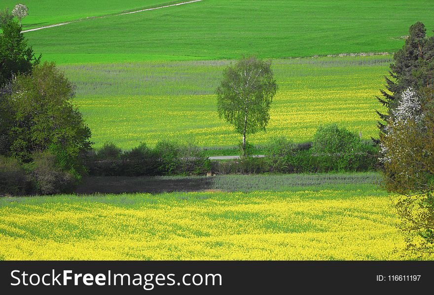 Grassland, Field, Ecosystem, Vegetation