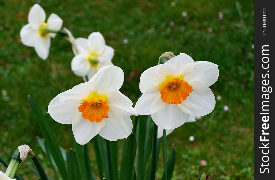 Flower, Flowering Plant, Plant, Narcissus