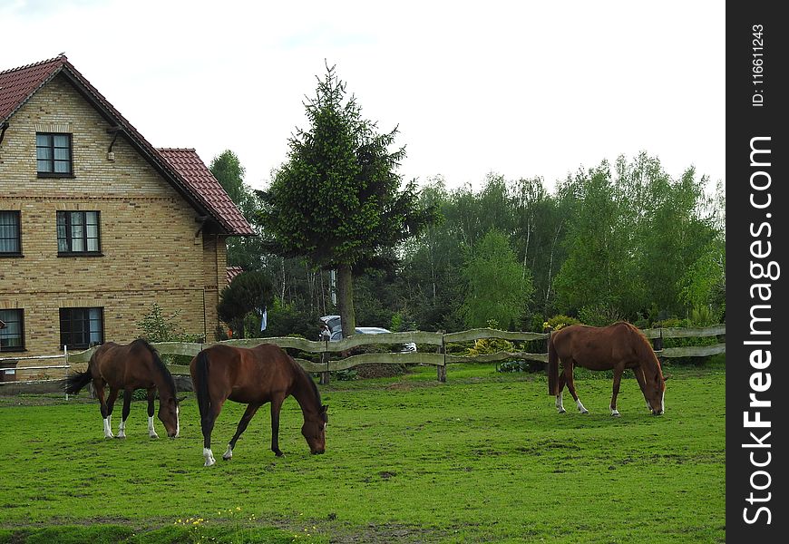Pasture, Grazing, Horse, Mare