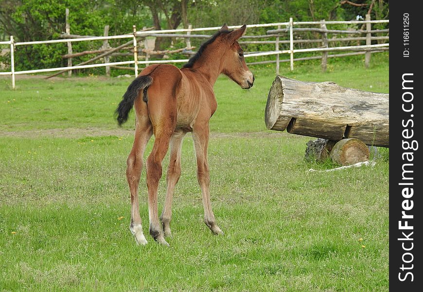 Horse, Foal, Pasture, Horse Like Mammal