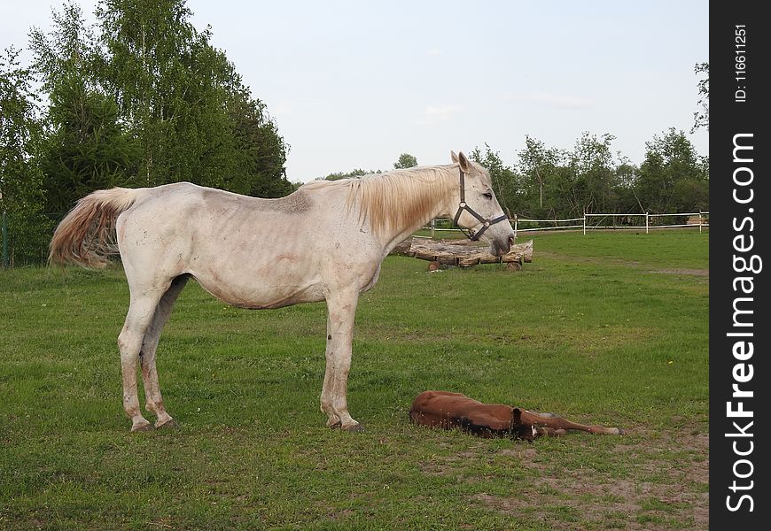 Horse, Pasture, Mare, Horse Like Mammal