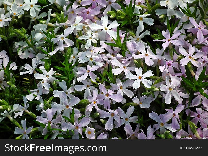 Flower, Plant, Flora, Flowering Plant