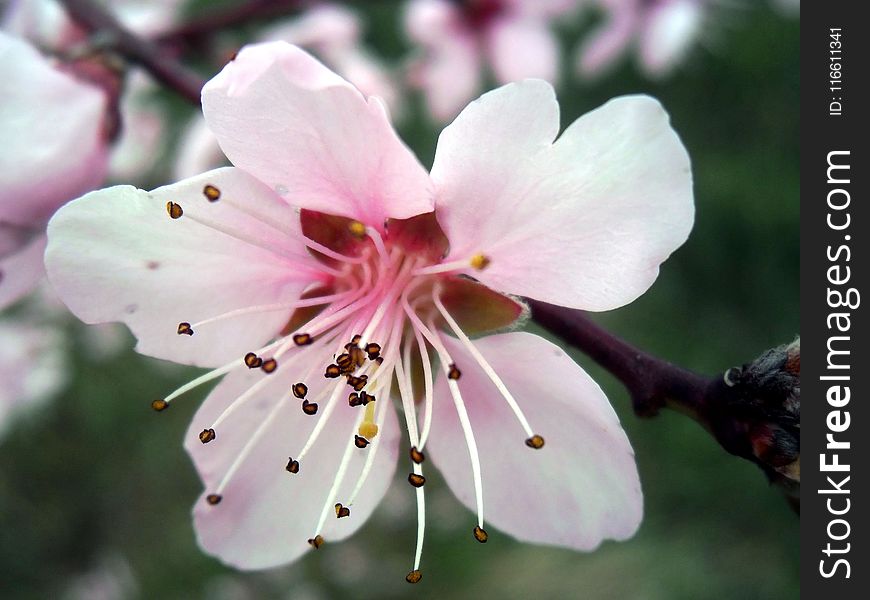 Flower, Blossom, Plant, Flora