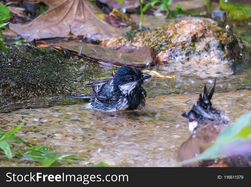 Bird, Water, Fauna, Wildlife