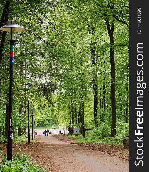 Green, Path, Nature, Tree