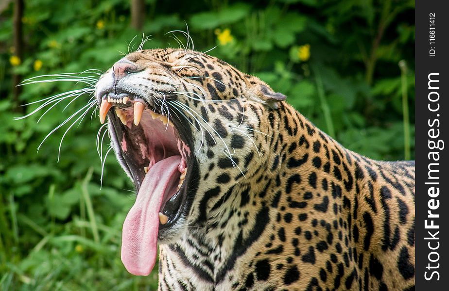 Terrestrial Animal, Wildlife, Jaguar, Leopard