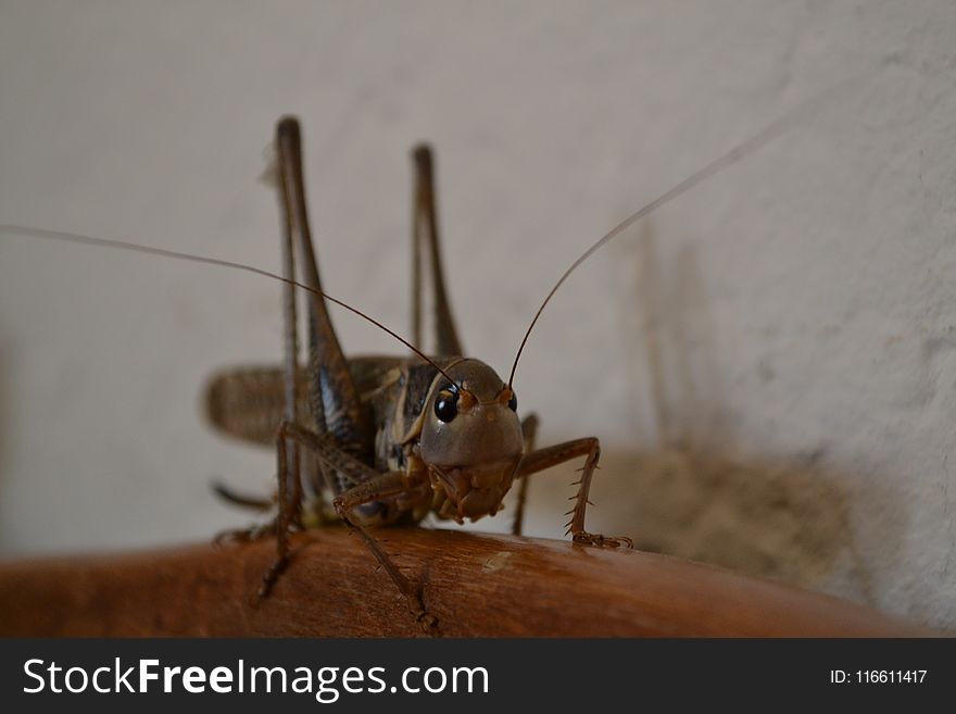 Insect, Invertebrate, Fauna, Macro Photography
