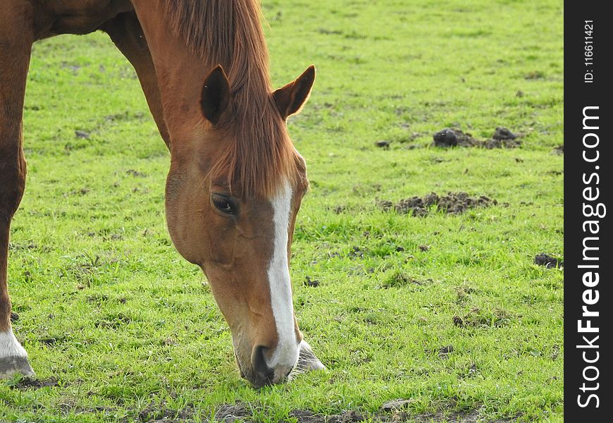 Horse, Grassland, Pasture, Grazing