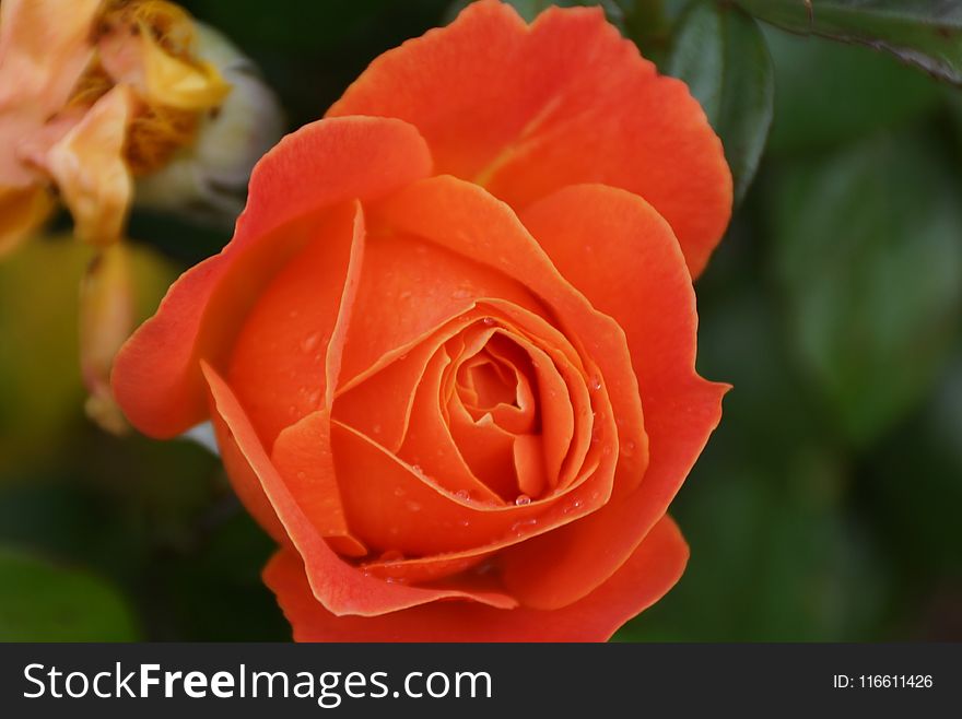 Rose, Rose Family, Flower, Floribunda