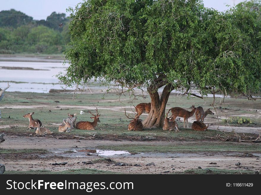 Nature Reserve, Wildlife, Ecosystem, Fauna