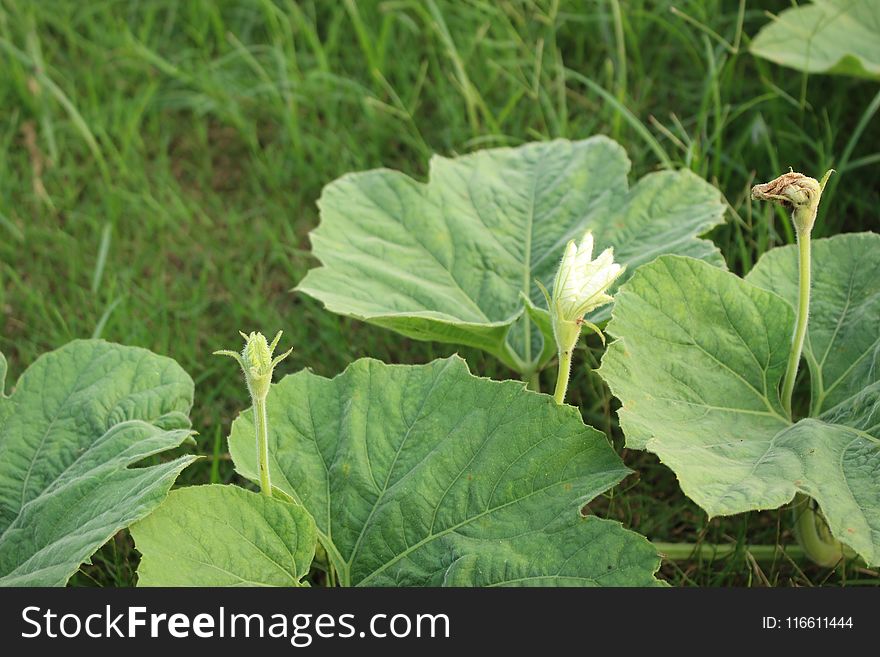 Plant, Leaf, Cash Crop, Herb
