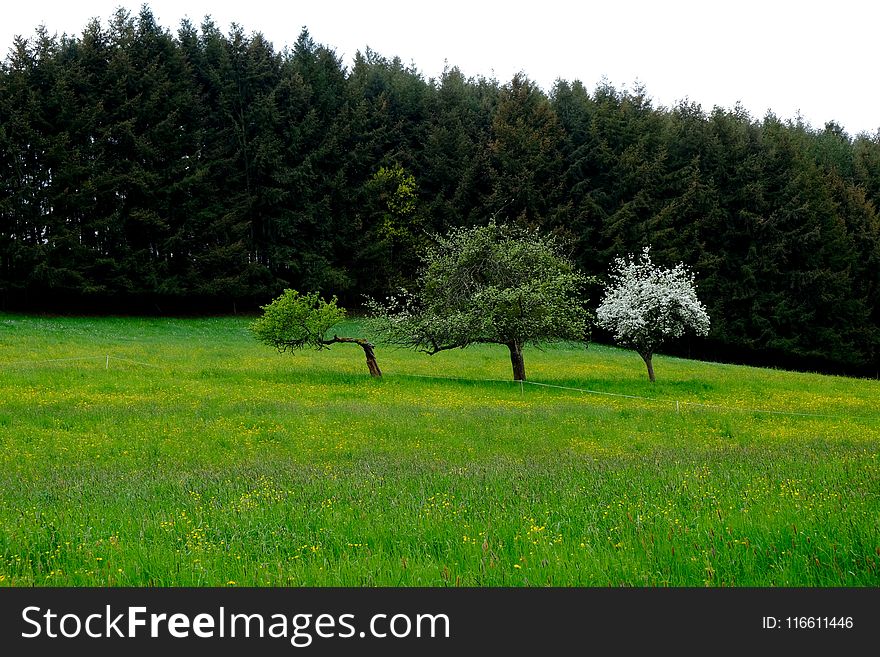 Grassland, Ecosystem, Vegetation, Tree