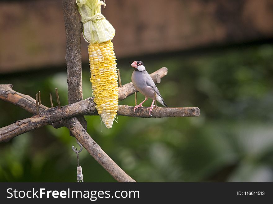 Bird, Fauna, Beak, Wildlife