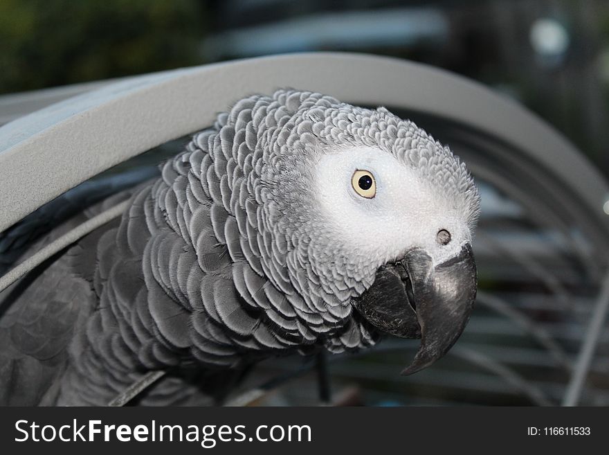 Beak, African Grey, Bird, Fauna