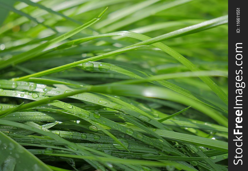 Water, Grass, Dew, Moisture