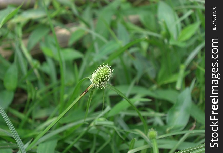 Plant, Grass, Flora, Grass Family