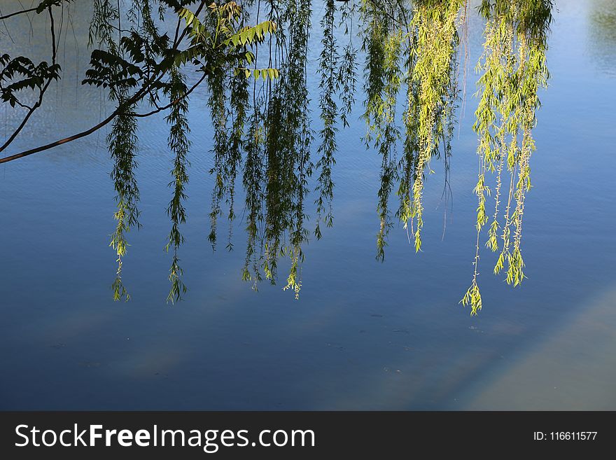 Reflection, Water, Nature, Tree