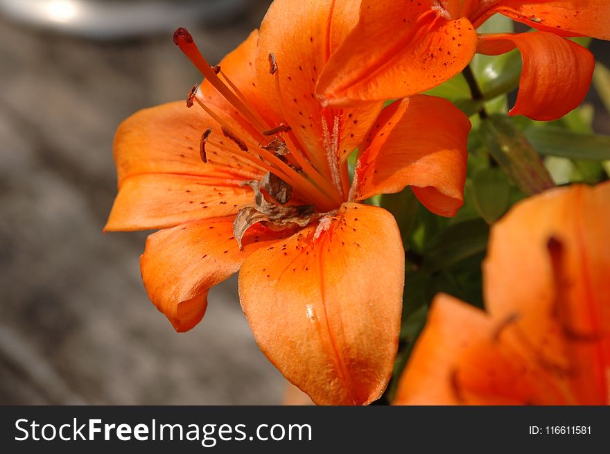 Flower, Lily, Orange Lily, Flora