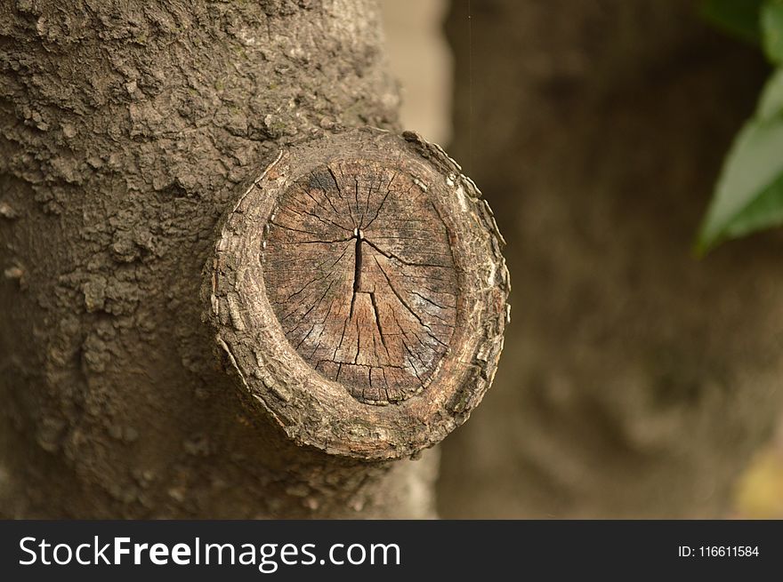 Close Up, Tree, Trunk