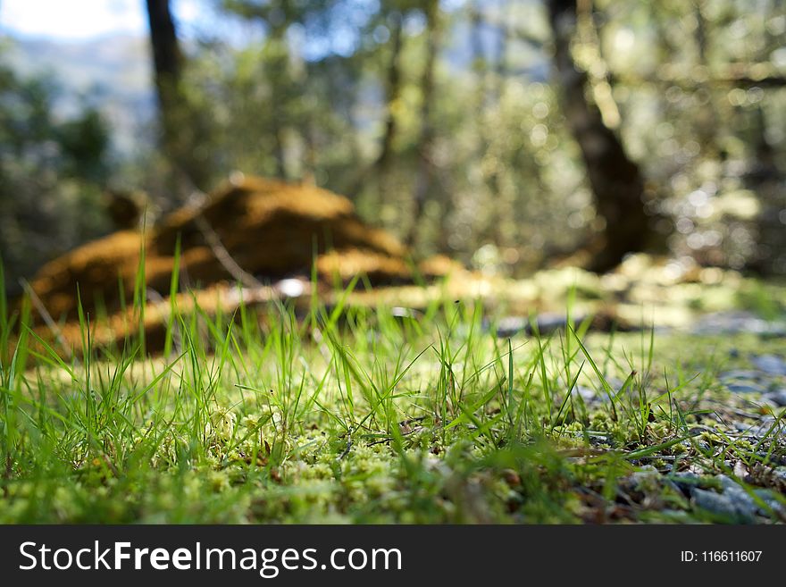 Grass, Ecosystem, Wildlife, Vegetation