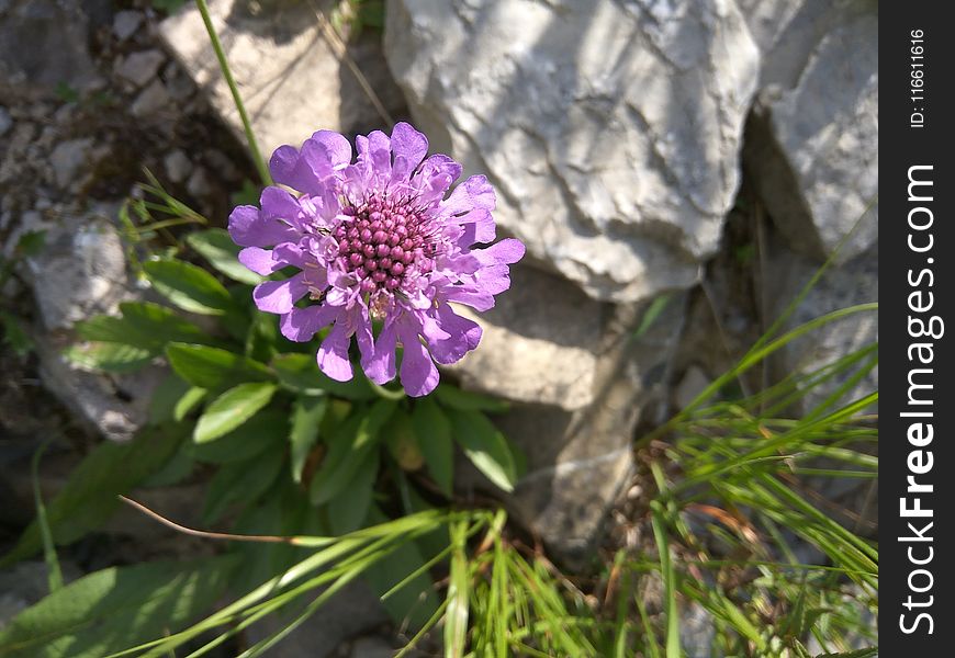 Flower, Plant, Flora, Purple