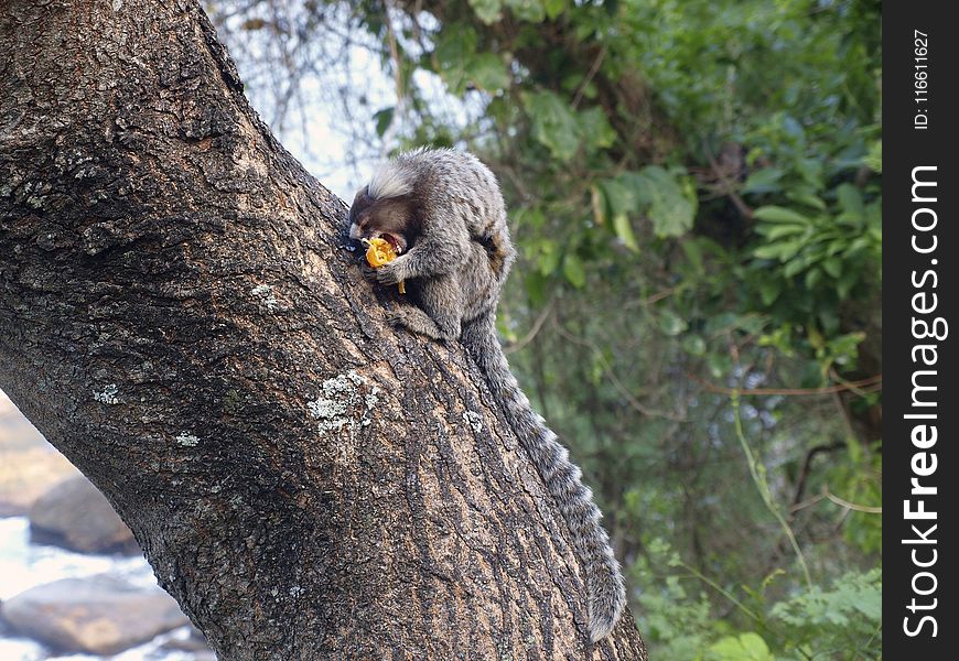 Mammal, Fauna, Tree, Wildlife