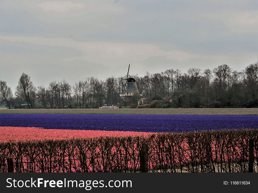 Field, Windmill, Sky, Tree