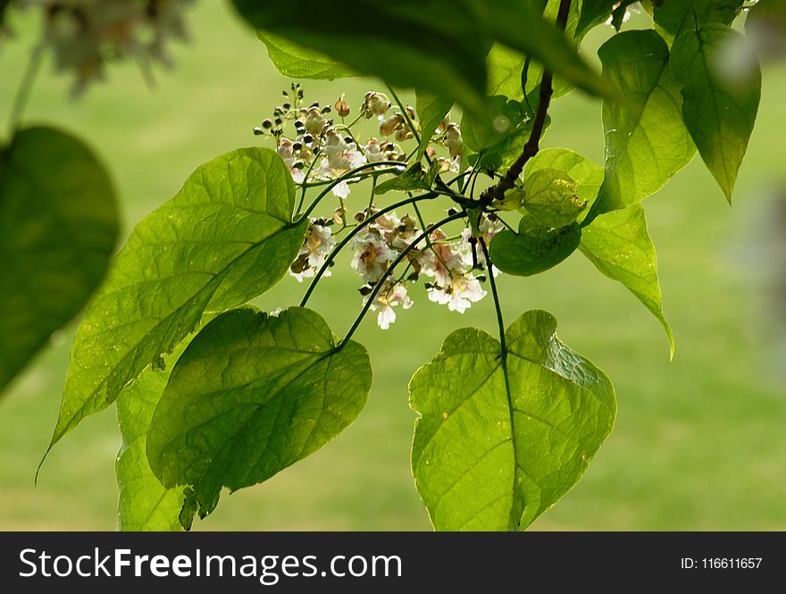 Leaf, Plant, Flora, Tree