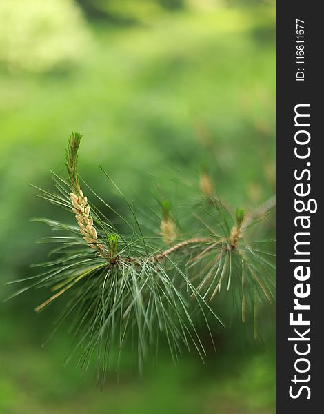 Vegetation, Ecosystem, Grass, Close Up