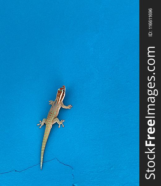Reptile, Lizard, Gecko, Sky