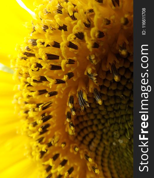 Sunflower, Yellow, Pollen, Sunflower Seed