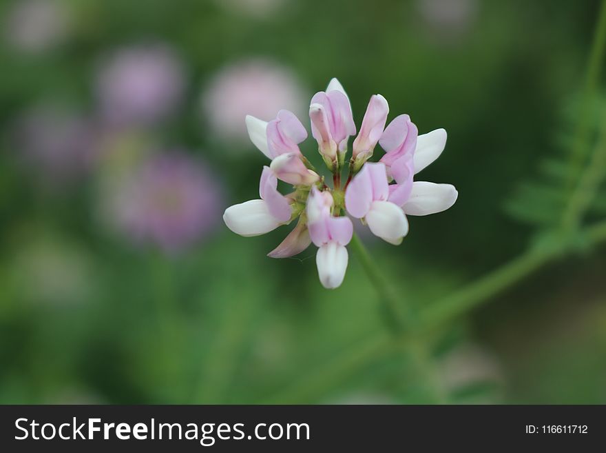 Flower, Flora, Plant, Flowering Plant