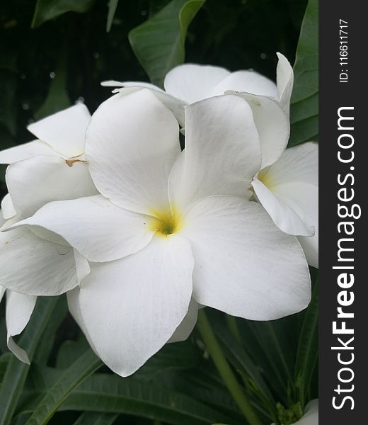 Flower, White, Plant, Flora