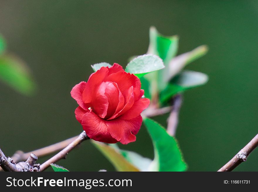 Flower, Plant, Flora, Flowering Plant